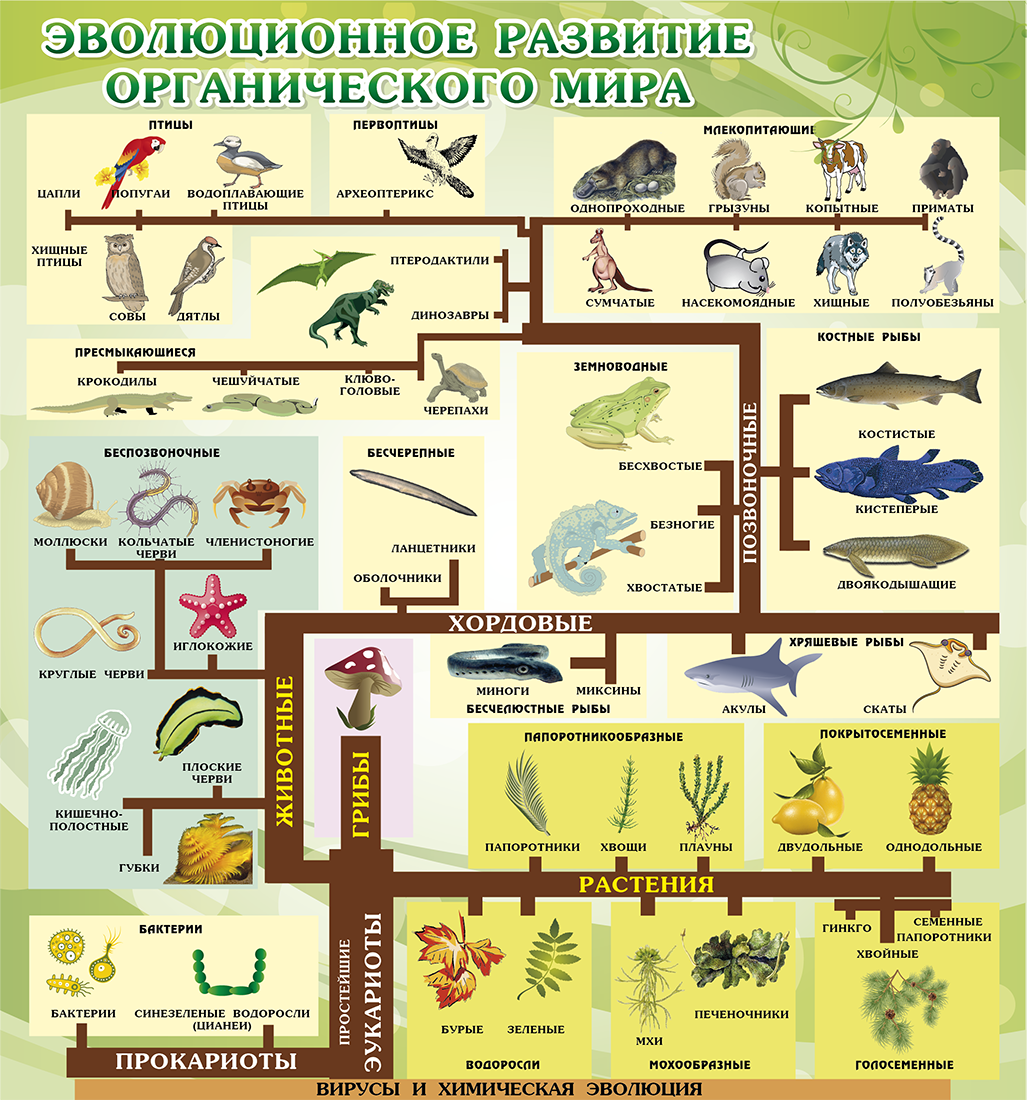 Основные этапы эволюции животных таблица