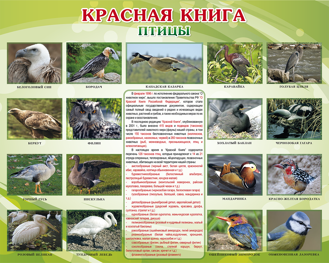 Птицы в красной книге фото и названия